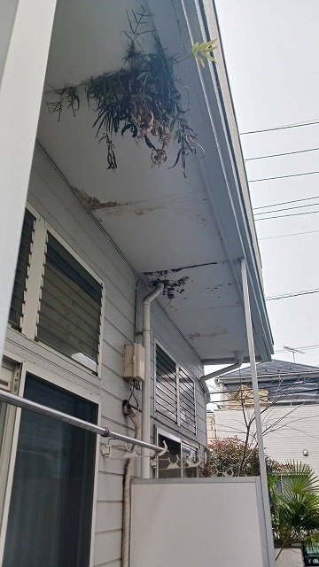 軒天から生えた雑草