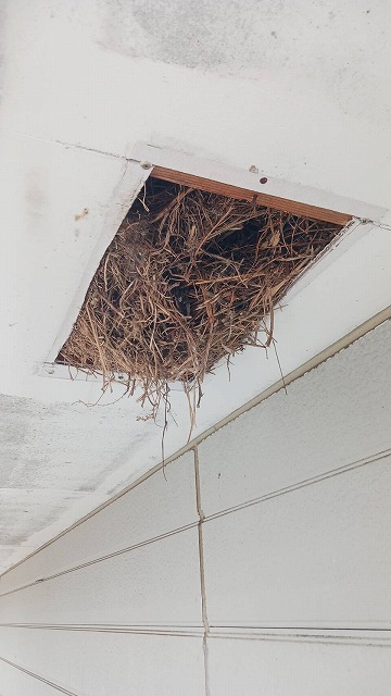 飯能市で屋根塗装の足場を活用し軒天開口部の大量の鳥の巣を除去して通気パネルを新設した施工